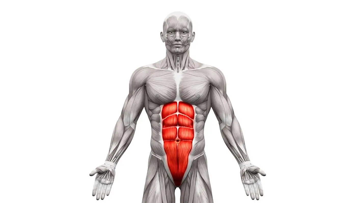 Schéma anatomique des muscles abdominaux antérolatéraux avec obliques et transverse